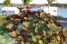 Koa Camping 9